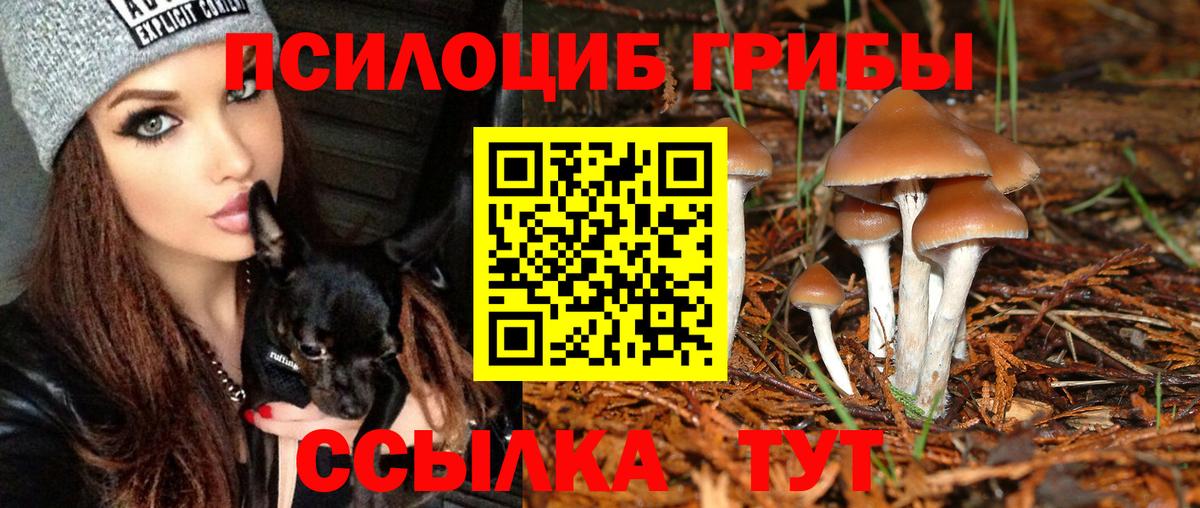 Псилоцибиновые грибы Psilocybine cubensis Шелехов